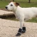 Обувь для собак Ferplast PROTECTIVE SHOES SMALL