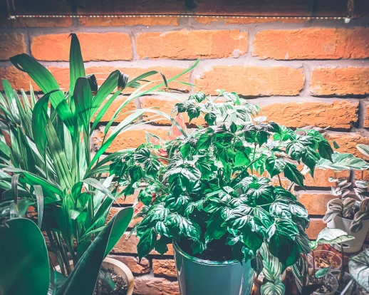 Модуль Биколор Комфорт 2.4.g - Рассада, Микрозелень. Белый свет.