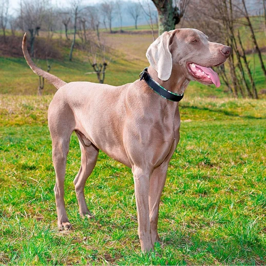 Ошейник Ferplast DAYTONA FANTASY C25/53 с мягкой подкладкой чёрный