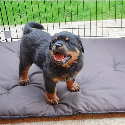 Загон для щенков Ferplast DOG TRAINING