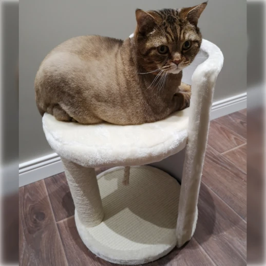 Когтеточка-лежак Pet Choice 40х40х50 см с игрушкой кремовый