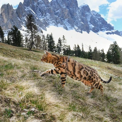 Шлейка Ferplast EASY XS нейлоновая синяя