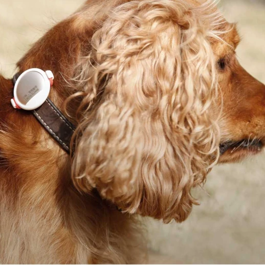 Трекер активности FIT P2 для собак и кошек золотой