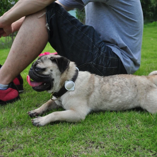 Трекер активности FIT P2 для собак и кошек золотой