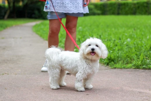 Ошейник Ferplast CRICKET C15/40 двойной нейлон красный