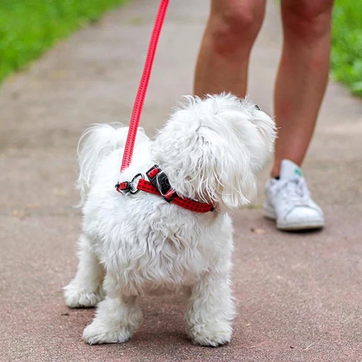 Ошейник Ferplast CRICKET C15/40 двойной нейлон синий