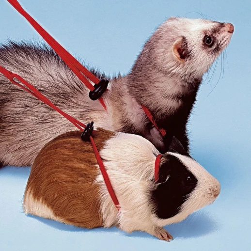 Поводок Ferplast NY ROD для хорьков и морcких свинок