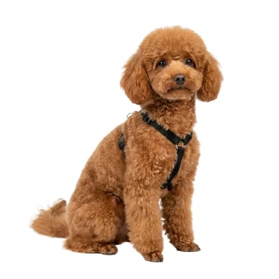 Шлейка Ferplast CHAMPION XXL нейлоновая чёрная