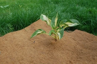 Кокосовый круг приствольный Мульчаграм 75 см 5 шт