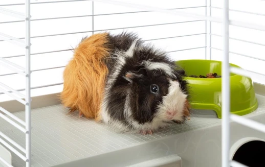 Клетка Ferplast CASITA 80 для кроликов и морских свинок