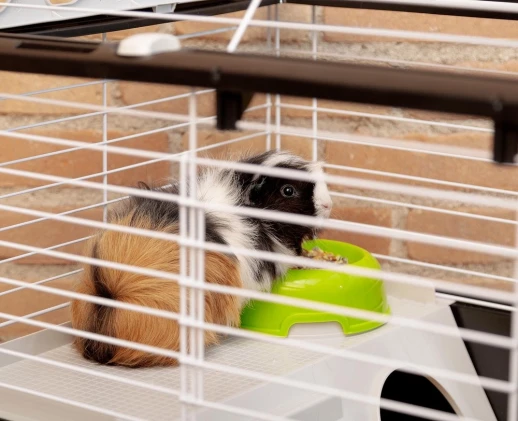 Клетка Ferplast CASITA 80 для кроликов и морских свинок